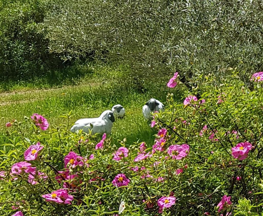 Pierres Blanches Bed & Breakfast Cotignac Luaran gambar